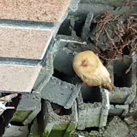 یک عدد مرغ چاپنیز تخمگذار