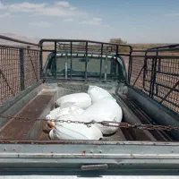 وانت مزدا کرایه ای