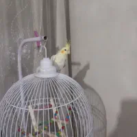 یک جفت عروس هلندی با قفس|پرنده|مشهد, کارمندان دوم|دیوار