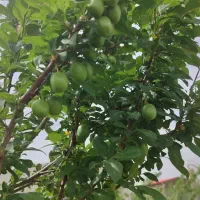 باغ|فروش زمین و ملک کلنگی|اراک, |دیوار