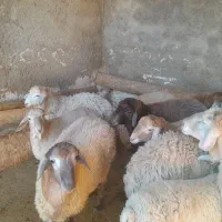 ۱۲عدد بره و یک عدد قوچ موقانی درجه یک ب فروش میرسد|حیوانات مزرعه|بجنورد, |دیوار