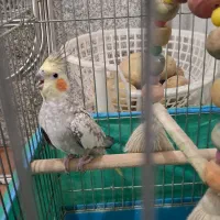 عروس هلندی مرواریدی