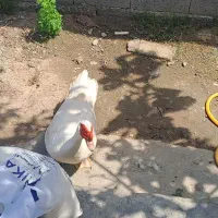 اردک اسرائیلی