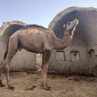شتر فروشی