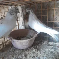 کوفتر|پرنده|برخوار, |دیوار