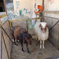 گوسفند زنده