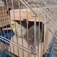 جوجه عروس هلندی|پرنده|فسا, |دیوار