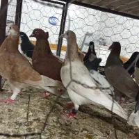 کبوتر|پرنده|قزوین, |دیوار