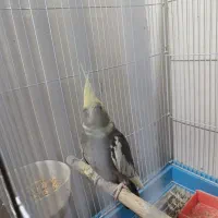 عروس هلندی ابلغ آماده جفت|پرنده|مشهد, سیسآباد|دیوار