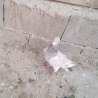 کبوتر سرور