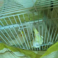 عروس هلندی|پرنده|بندرلنگه, |دیوار