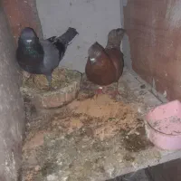 کبوتر|پرنده|لولمان, |دیوار