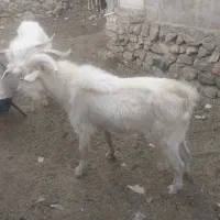 چبش سانن|حیوانات مزرعه|نهبندان, |دیوار