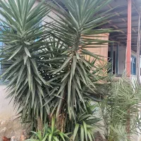 گل یوگا قدبلند