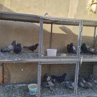 کفتر اصفهانی کله قدیم