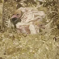 نر. و ماده|حیوانات|سبزوار, همت|دیوار