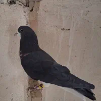 چپ خال نر|پرنده|شیراز, کرونی(خاتونک)|دیوار