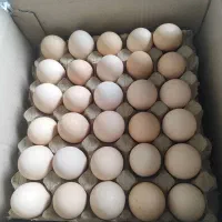 فروش عمده تخم  مرغ