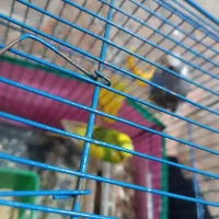 مرغ عشق با تخم|پرنده|تهران, نعمتآباد|دیوار