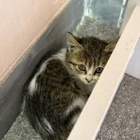 واگذاری توله گربه ماده