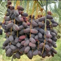 خرید و فروش خرما...