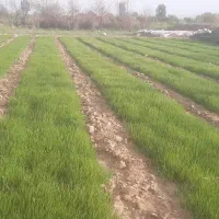 نشا پیاز|خدمات باغبانی و درختکاری|اسفرورین, |دیوار