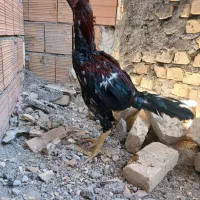 خروس لاری