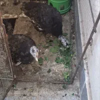 دو عدد بوقلموی جوان،تخم گذار|حیوانات مزرعه|بیرجند, |دیوار