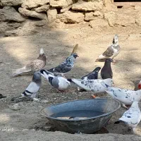 کبوتر پرشی و مسافتی