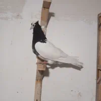 طوقی سیاه ماده|پرنده|مشهد, کارمندان دوم|دیوار