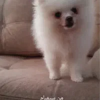پامر باهوش خرسی|سگ|فردیس, شهرک سپاه|دیوار