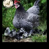 تخم نطفه دار و جوجه یک روزه