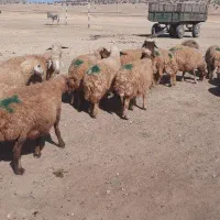 میش|حیوانات مزرعه|حمیل, |دیوار