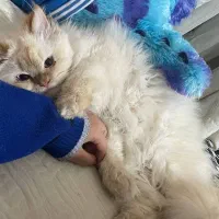 فروش گربه پرشین  هیمالین