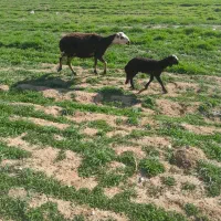 میش وبره جوان