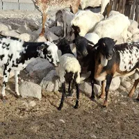 نژاد زیر گلودار و بز