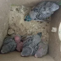 موجوده سرلاکی