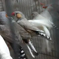 پنج جفت فنچ ولد وکارداده یکجا وجفت