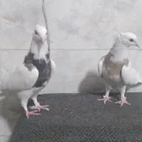 جفت جوجه طوقی مهر