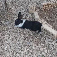خرگوش