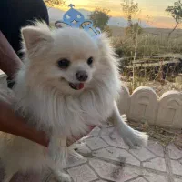 سگ آپارتمانی شی وا وا موبلند|سگ|خرم‌آباد, |دیوار