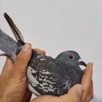 کفتر مسابقه دهنده