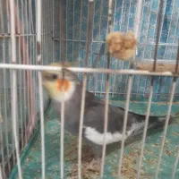 عروس هلندی سیامون