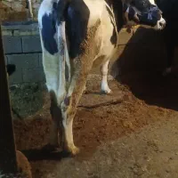 گوساله ابستن|حیوانات مزرعه|داران, |دیوار