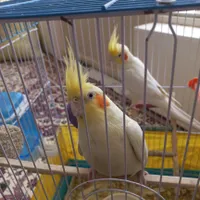 عروس هلندی|پرنده|کرمان, |دیوار