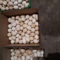 تخم مرغ کوردی|خوردنی و آشامیدنی|سرپل ذهاب, |دیوار