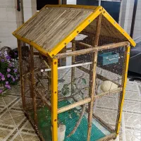 قفس معاوضه با عروس هلندی