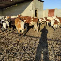 تهیه گوساله اصیل|حیوانات مزرعه|گنبد کاووس, |دیوار