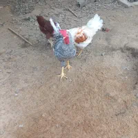 خروس سرحال آماده نسل کشی