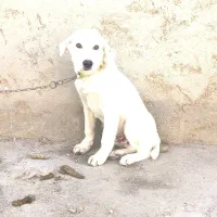 سگ ژرمن|سگ|میاندوآب, |دیوار